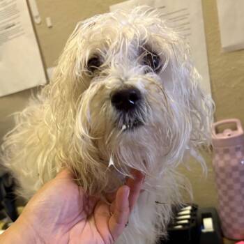 Shadae -  Shih Tzu Dog for Adoption in Birmingham, Alabama - Shadae | PetCurious