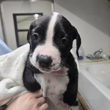 Citrine -  Mixed Breed Dog for Adoption in Lake Panasoffkee, Florida - Citrine | PetCurious