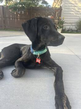 Bogey -  Black Labrador Retriever Dog for Adoption in Springville, New York - Bogey | PetCurious