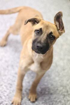 Boxer Dogs Available for Adoption in Manchester, New Hampshire - Chickie Is In NH! Come Meet Our Adoptable Dogs Wednesday-Saturda | PetCurious