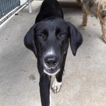 Gumby -  Mixed Breed Dog for Adoption in Columbus, North Carolina - Gumby | PetCurious