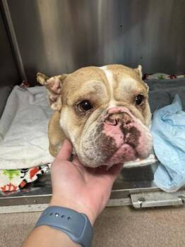 American Bully Dogs Available for Adoption - Geeze Louise | PetCurious