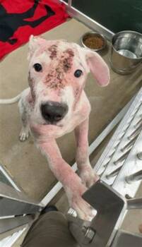 JAZZ -  Pit Bull Terrier Dog for Adoption in Killeen, Texas - JAZZ | PetCurious