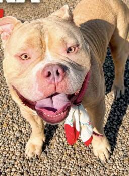 Tonka (Diesel) -  American Bulldog Dog for Adoption in Glendale, Arizona - Tonka (Diesel) | PetCurious