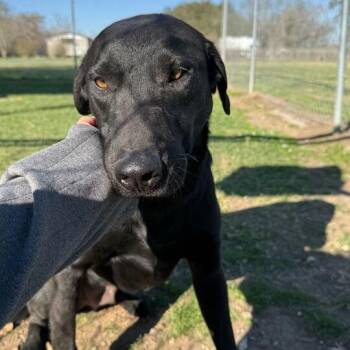 Labrador Retriever Dogs Available for Adoption - Chicken Gizzard | PetCurious