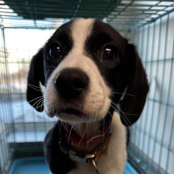 Border Collie Dogs Available for Adoption - Banjo | PetCurious