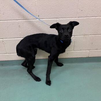 Mixed Breed Dogs Available for Adoption in Memphis, Tennessee - Jackspur | PetCurious