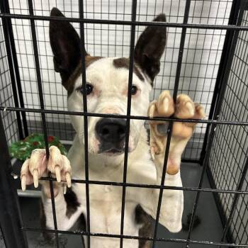 Terrier and Mixed Breed Dogs Available for Adoption in St. Louis, Missouri - Waverly | PetCurious