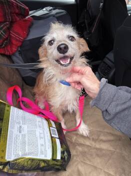 Chase -  Chihuahua and Mixed Breed Dog for Adoption in Saugus, Massachusetts - Chase | PetCurious