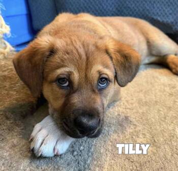 Rottweiler and Shepherd Dogs Available for Adoption - Tilly | PetCurious