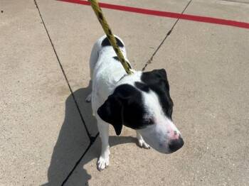 CHIP -  Pit Bull Terrier Dog for Adoption in Rowlett, Texas - CHIP | PetCurious