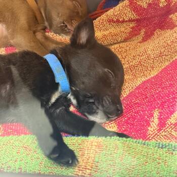 Mixed Breed Dogs Available for Adoption in Indianapolis, Indiana - Reagan | PetCurious