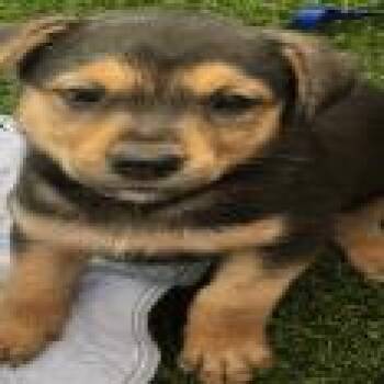 German Shepherd Dog Dogs Available for Adoption in Northbrook, Illinois - Strawberry | PetCurious