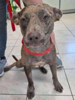 Lollie -  Catahoula Leopard Dog and Cattle Dog Dog for Adoption in Sudbury, Massachusetts - Lollie | PetCurious