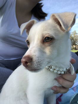 Rescue Terrier Dogs for Adoption in Woodland, California - Chloe | PetCurious