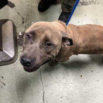 Rescue Pit Bull Terrier Dogs for Adoption in Valdosta, Georgia - Mama | PetCurious