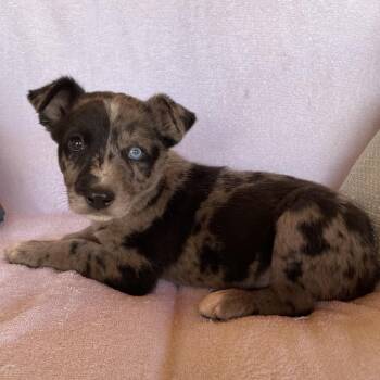 Khloe -  Catahoula Leopard Dog Dog for Adoption in Tucson, Arizona - Khloe | PetCurious