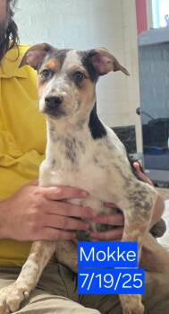 Rescue Mixed Breed Dogs for Adoption in Fort Stockton, Texas - Mokke | PetCurious