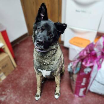Shepherd and Husky Dogs Available for Adoption - Guthrie | PetCurious