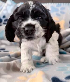 Oliver -  Cocker Spaniel Dog for Adoption in Chino Valley, Arizona - Oliver | PetCurious