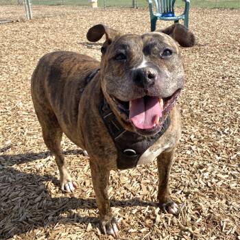 Mixed Breed Dogs Available for Adoption - Najarah | PetCurious