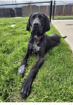ZACK (FOSTER OR FOSTER TO ADOPT) -  Mixed Breed Dog for Adoption in Ajax, Ontario - ZACK (FOSTER OR FOSTER TO ADOPT) | PetCurious