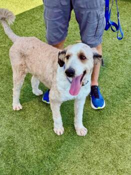 Dolan/Bella -  Bernese Mountain Dog and Standard Poodle Dog for Adoption in Broomfield, Colorado - Dolan/Bella | PetCurious
