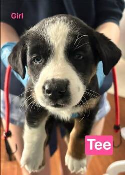 Tee -  Mixed Breed Dog Available for Adoption in Athens, Ontario - Tee | PetCurious