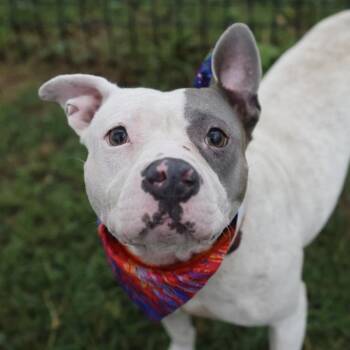 SOFIA -  Pit Bull Terrier Dog for Adoption in San Antonio, Texas - SOFIA | PetCurious