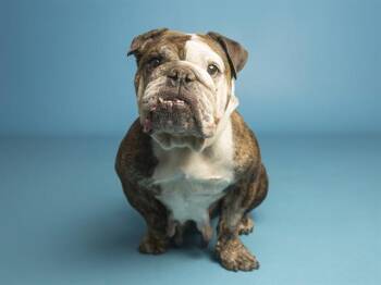 American Bulldog Dogs Available for Adoption - CHANEL | PetCurious