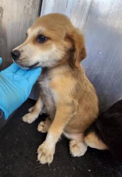 WAFFLE -  Shepherd and Mixed Breed Dog for Adoption in San Antonio, Texas - WAFFLE | PetCurious