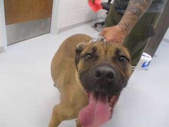 A389396 -  Boxer Dog for Adoption in Ocala, Florida - A389396 | PetCurious
