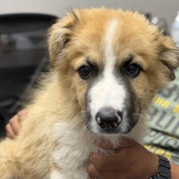 Wookie -  Anatolian Shepherd Dog for Adoption in Midland, Texas - Wookie | PetCurious