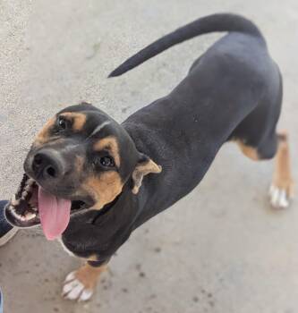 Rescue Mixed Breed Dogs for Adoption - Nick (Courtesy Post) | PetCurious