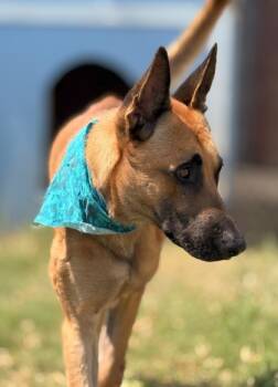 Rescue Belgian Shepherd Malinois and Mixed Breed Dogs for Adoption in Balch Springs, Texas - Bronte | PetCurious