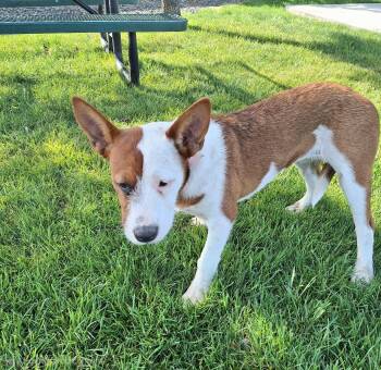 Pointer and Boxer Dogs Available for Adoption in Missouri City, Texas - Hailly MD14304-T | PetCurious