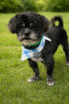 Shih Tzu Dogs Available for Adoption - Mr. Night | PetCurious