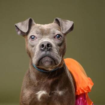 Mercury -  Mixed Breed Dog for Adoption in Atlanta, Georgia - Mercury | PetCurious