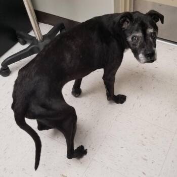 Black Labrador Retriever Dogs Available for Adoption in Portland, Texas - Hannah | PetCurious
