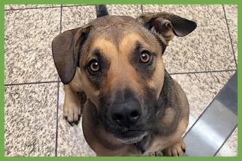 German Shepherd Dog and Hound Dogs Available for Adoption in Amherst, Massachusetts - Bear | PetCurious