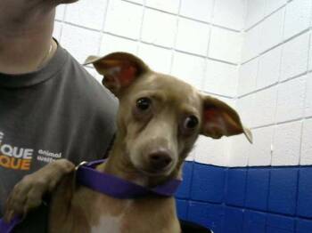SUGAR -  Chihuahua and Mixed Breed Dog for Adoption in Albuquerque, New Mexico - SUGAR | PetCurious