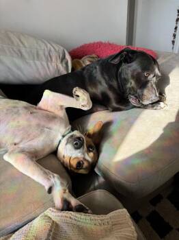 Daffodil -  Beagle Dog for Adoption in New Albany, Ohio - Daffodil | PetCurious