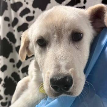 Golden Retriever Dogs Available for Adoption in Copiague, New York - Normie | PetCurious