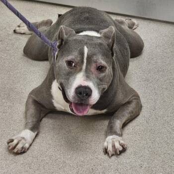 Ella -  American Staffordshire Terrier Dog for Adoption in Evansville, Indiana - Ella | PetCurious