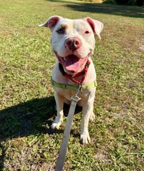 Rescue Pit Bull Terrier Dogs for Adoption in Fernandina Beach, Florida - COCONUT | PetCurious