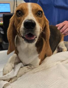 Rescue Beagle Dogs for Adoption in Murphysboro, Illinois - Daisy | PetCurious