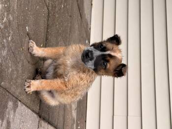Australian Cattle Dog Blue Heeler Dogs Available for Adoption in North Freedom, Wisconsin - Coonie | PetCurious