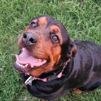 Roxie -  Rottweiler and Mixed Breed Dog for Adoption in Midland, Texas - Roxie | PetCurious