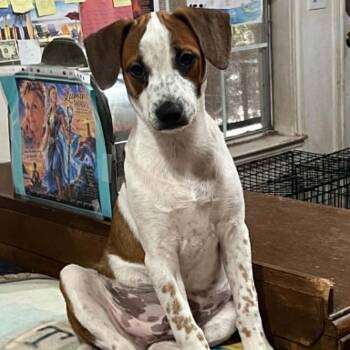 Basil DS -  Australian Cattle Dog Blue Heeler and Jack Russell Terrier Dog for Adoption in Austin, Texas - Basil DS | PetCurious