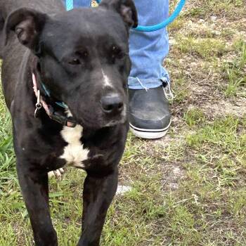 Rescue Pit Bull Terrier Dogs for Adoption in Charles City, Virginia - Cardi | PetCurious